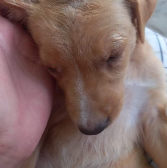 Dog Rescue - Picture 5 of 5